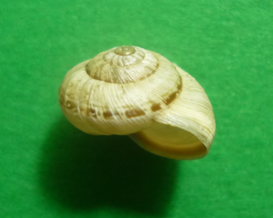 Cernuella enigmatica da Viterbo